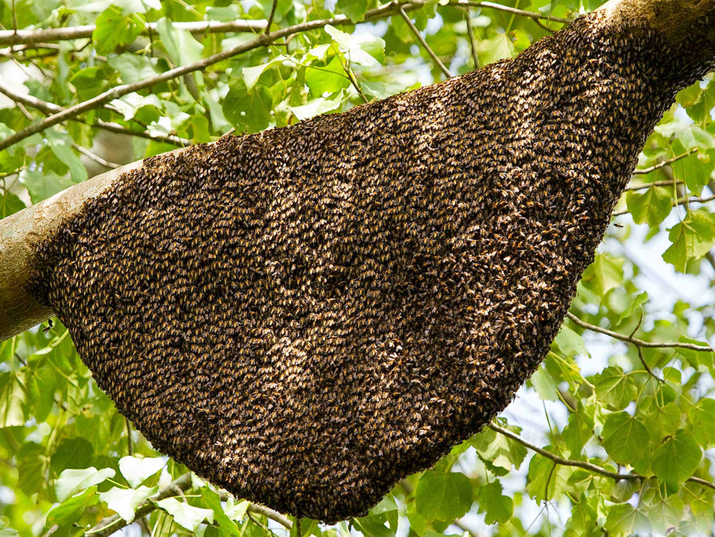 SAFE VILLAGE bee